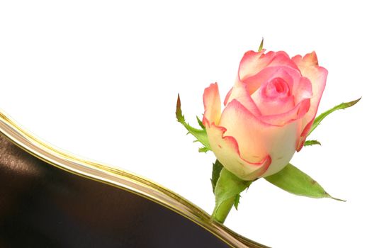 rose on a tin of chocolates over a white background