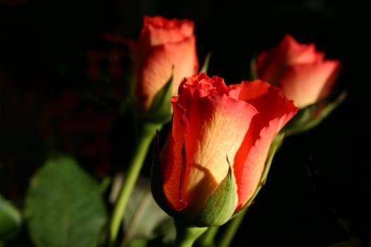 rosebuds over a dark background