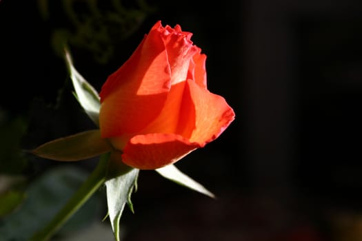 rosebud over a dark background