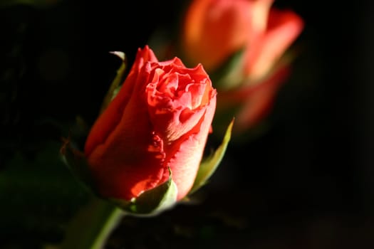 rosebud over a dark background