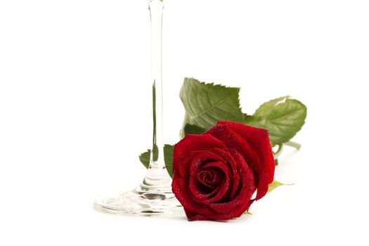 wet red rose near the bottom of a champagne glass on white background