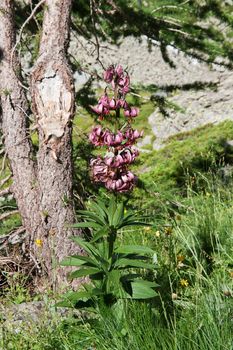 beautiful martagon Lilium plant with flowers