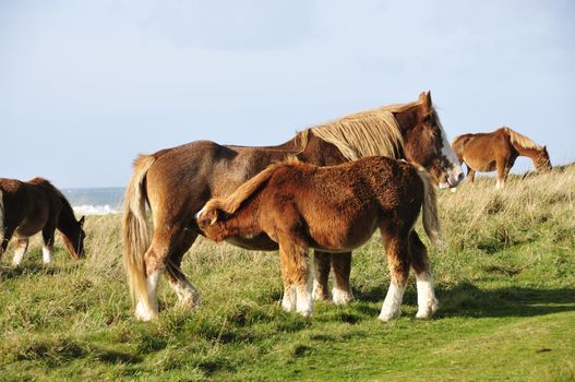 Horse suckling at the coast of Brittany