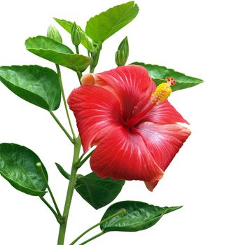 Red Hibiscus isolated with clipping path           