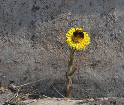 The bumblebee pollinates a flower evolved at a wall