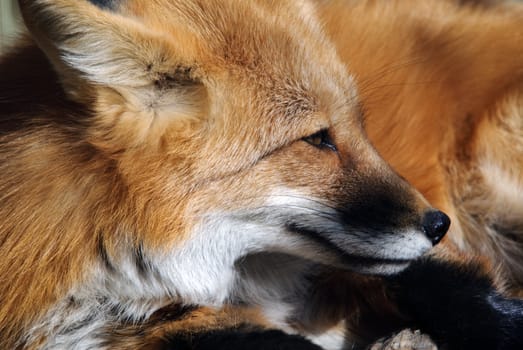 Close-up portrait of a beautiful wild Red Fox