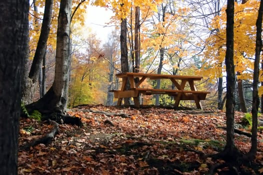 Picture of a picnic table in a forest during the autumn season