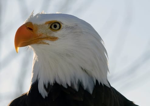 Portart of an American Bald Eagle bird of prey