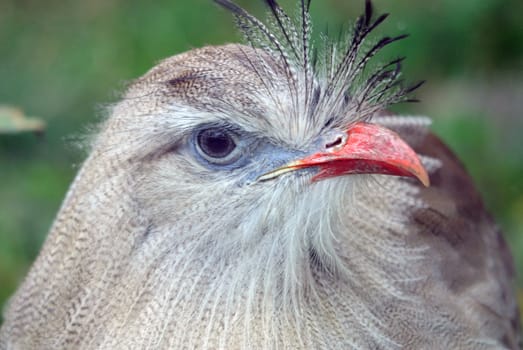 Close up portrait of an exotic bird