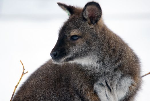 Picture of a kangaroo in the snow in winter