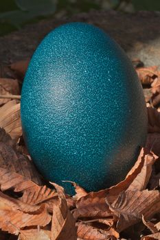 Single Blue Ostrich egg sitting on a pile of autumn leaves