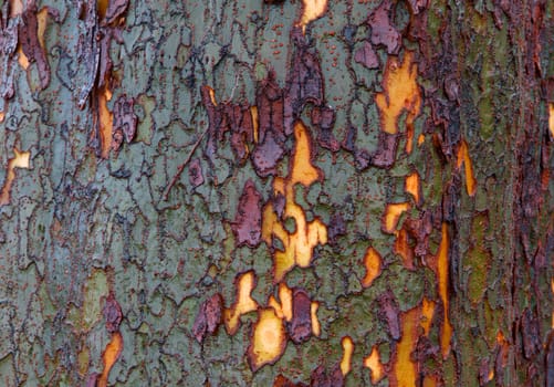 Unusual tree bark with the colors of Green purple yellow 