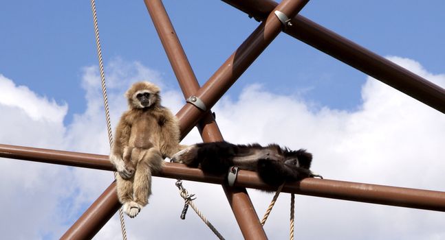 Two monkies sitting on a tree construction high in the air