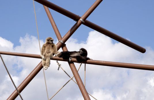 Two monkies sitting on a tree construction high in the air