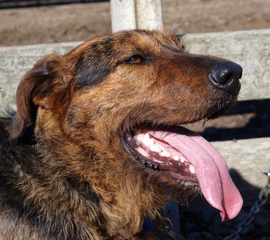 A Beardy Sheep Dog Panting in the sun      