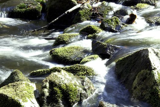 A forrest stream where the water is running wild