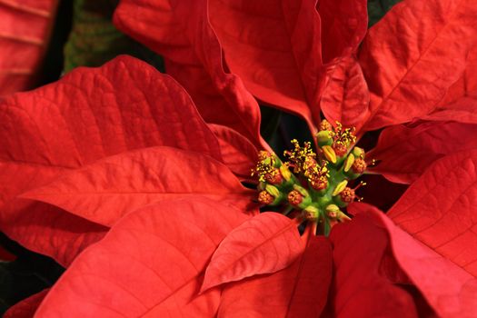 A close-up of a poinsettia flower.
