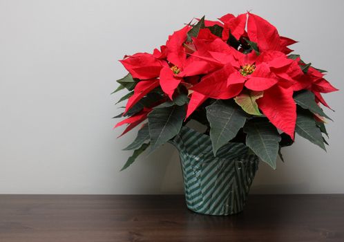 A poinsettia plant sitting a table with copyspace.
