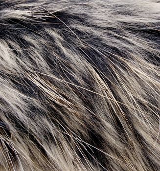 Background of fur for works of art