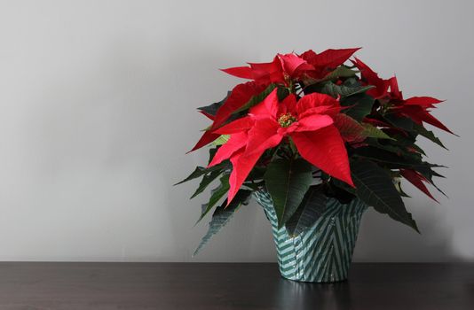 A poinsetta plant sitting a table with copyspace.