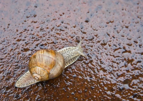 Closeup shot of small snail in the garden