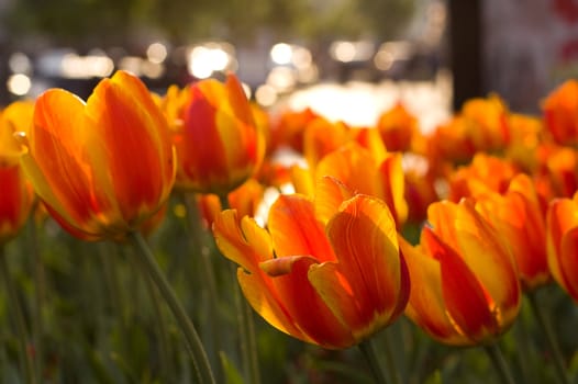 Yellow and red tulips and green grass in the garden 