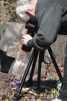Photographer intently involved in photographing spring's early blooms, the spring crocus.