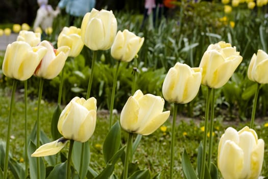 Lightyellow tulips and green grass in the garden 