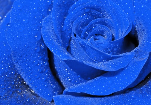 Close-up of a blue rose with droplets.