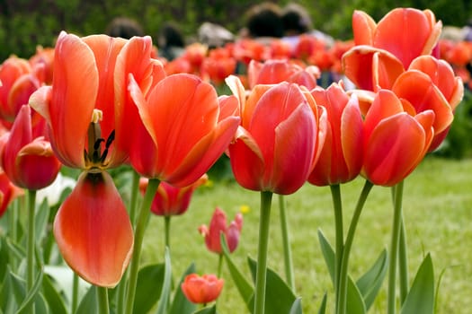 Red tulips and green grass in the garden 