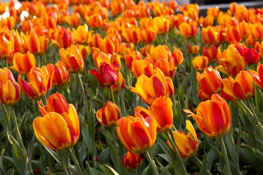 Yellow and red tulips and green grass in the garden 