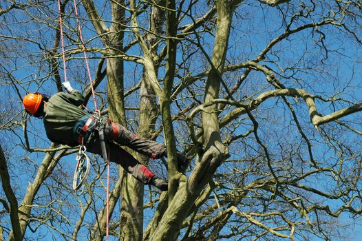 tree climber hanging by a rope