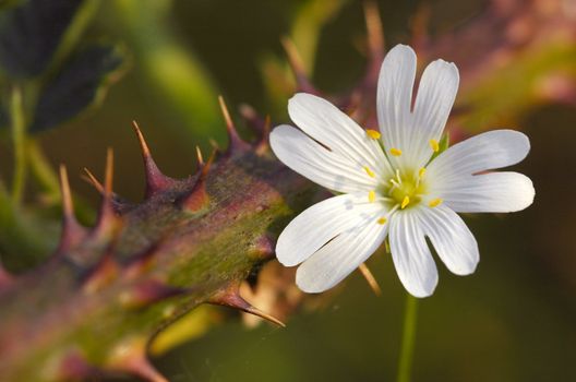 white summer flower and thorn stem macro