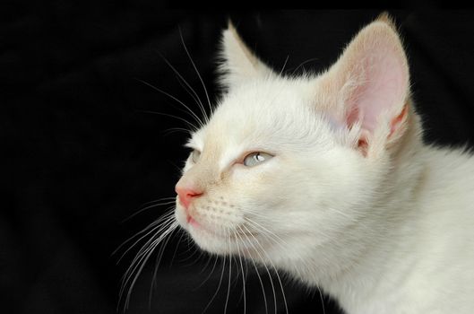 birman kitten portrait on black