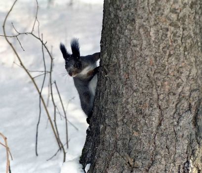 The wild nature of Sakhalin, fiber on a trunk