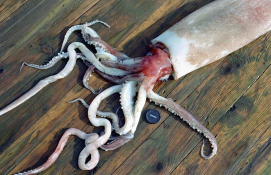 The wild nature of Sakhalin, a squid