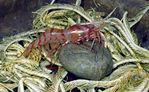 The wild nature of Sakhalin, a shrimp