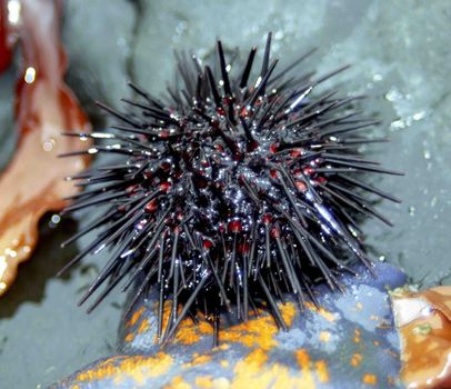 The wild nature of Sazalina, a sea hedgehog