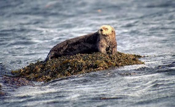 The wild nature of Kuriles, Kalan