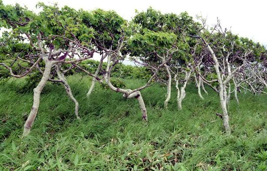 The wild nature of Sakhalin, stone birch