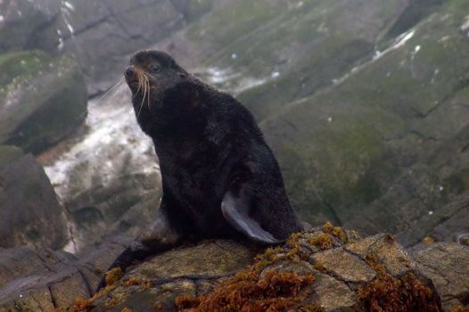 The wild nature of Sakhalin, a fur seal