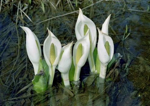 The wild nature of Sakhalin, flowers in water 