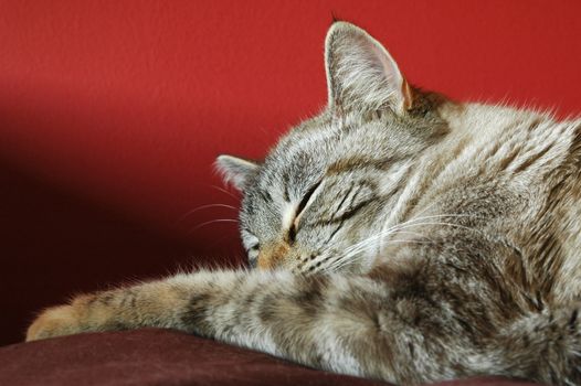 contented birman tabby cat sleeping