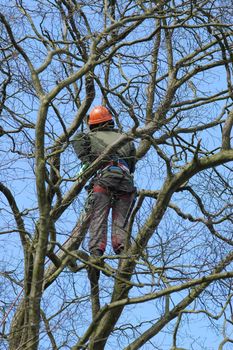 brave climber inspecting for tree damage