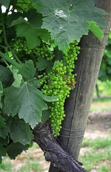 Young fruit on the vine in Gascony