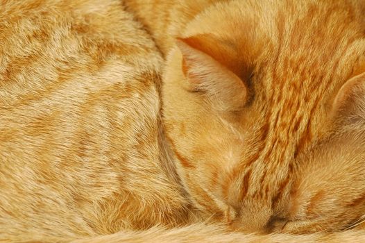 cute sleeping ginger cat background