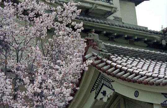 Landscapes of Sakhalin, Oriental cherry flower