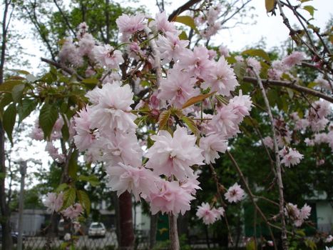 Landscapes of Sakhalin, Oriental cherry flower