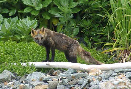 The wild nature of Sakhalin, a fox