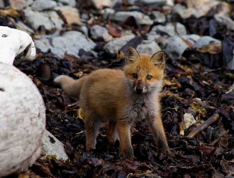 The wild nature of Sakhalin, a fox